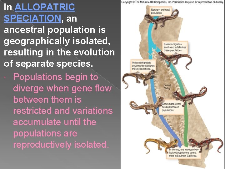 In ALLOPATRIC SPECIATION, an ancestral population is geographically isolated, resulting in the evolution of