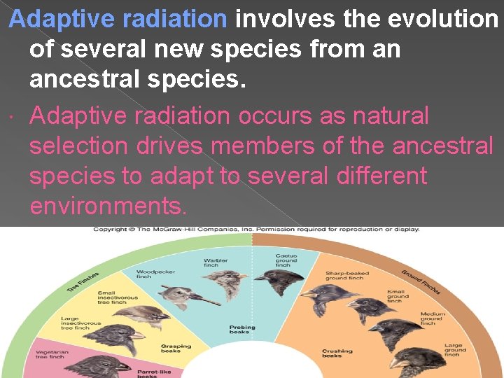 Adaptive radiation involves the evolution of several new species from an ancestral species. Adaptive