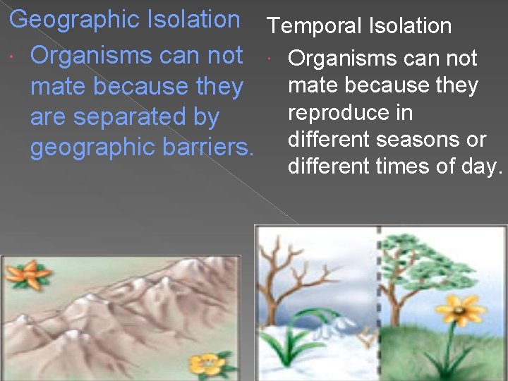Geographic Isolation Temporal Isolation Organisms can not mate because they reproduce in are separated