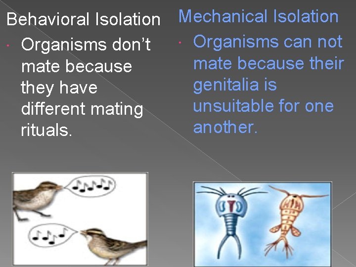Behavioral Isolation Mechanical Isolation Organisms can not Organisms don’t mate because their mate because