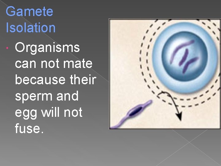 Gamete Isolation Organisms can not mate because their sperm and egg will not fuse.