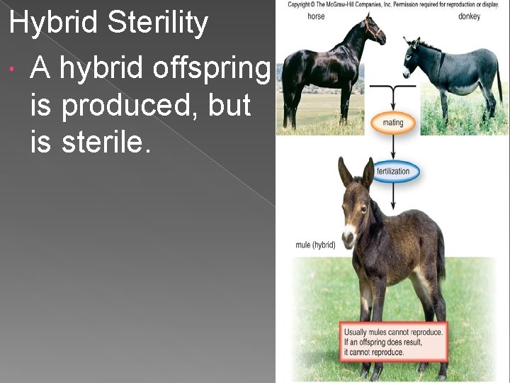 Hybrid Sterility A hybrid offspring is produced, but is sterile. 