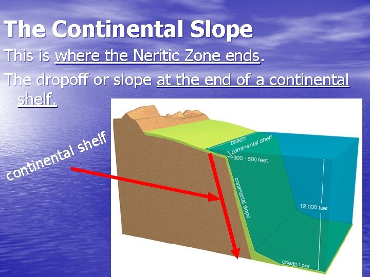 The Continental Slope This is where the Neritic Zone ends. The dropoff or slope
