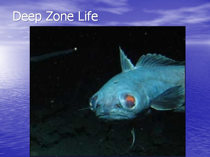 Deep Zone Life 