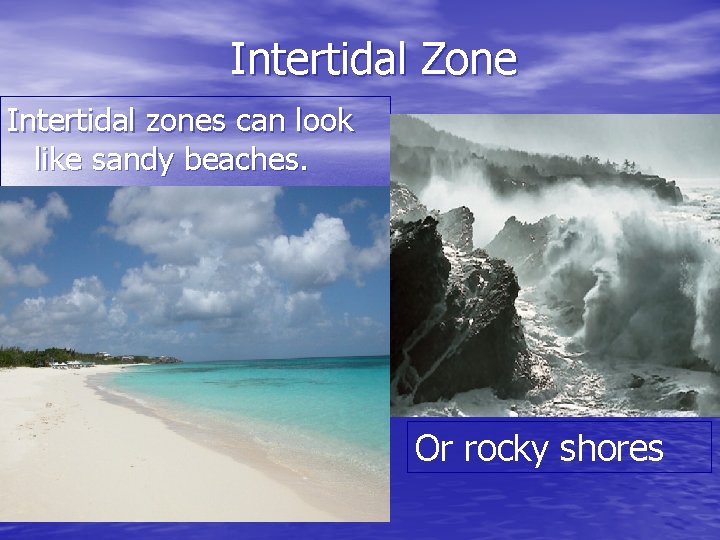 Intertidal Zone Intertidal zones can look like sandy beaches. Or rocky shores 