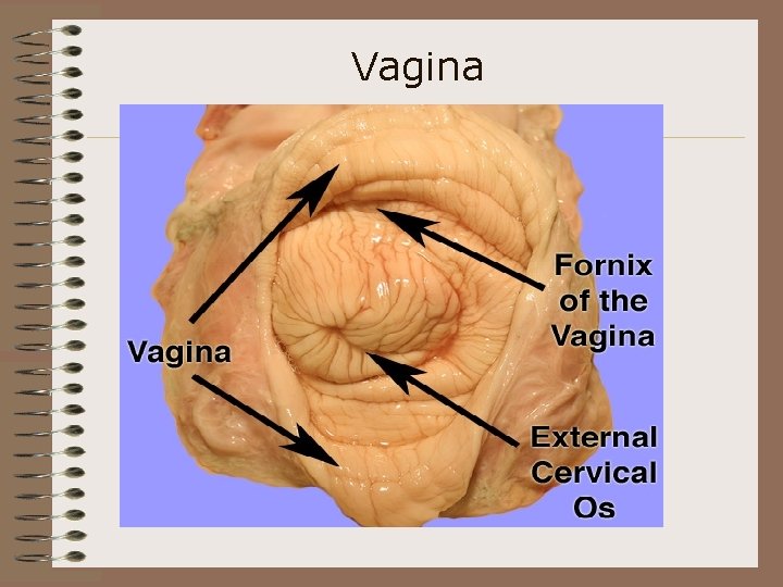 Vagina 