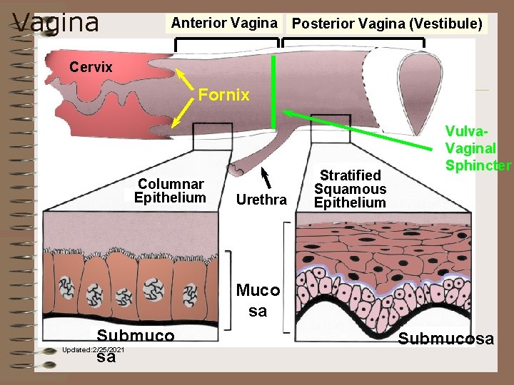 Vagina Anterior Vagina Posterior Vagina (Vestibule) Cervix Fornix Columnar Epithelium Urethra Stratified Squamous Epithelium