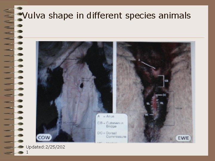 Vulva shape in different species animals Updated: 2/25/202 1 