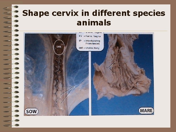 Shape cervix in different species animals 