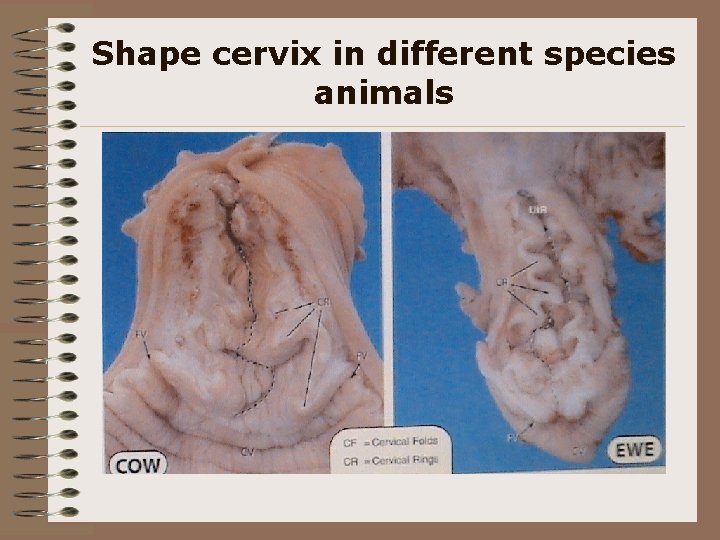 Shape cervix in different species animals 