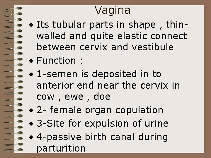Vagina • Its tubular parts in shape , thinwalled and quite elastic connect between