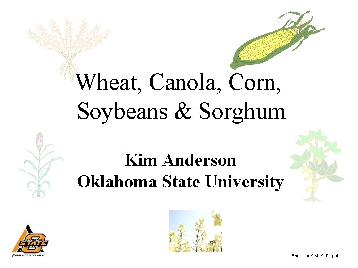 Wheat, Canola, Corn, Soybeans & Sorghum Kim Anderson Oklahoma State University Anderson/2/25/2021 ppt. 