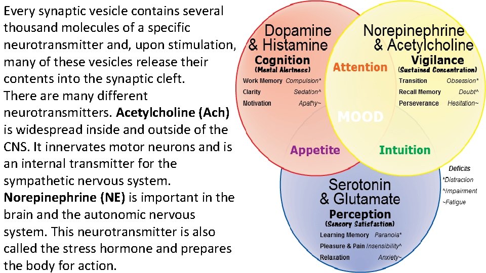 Every synaptic vesicle contains several thousand molecules of a specific neurotransmitter and, upon stimulation,