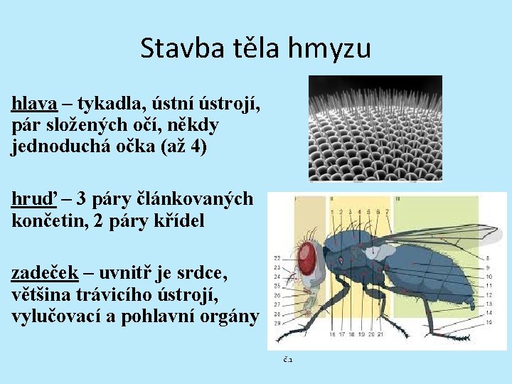 Stavba těla hmyzu hlava – tykadla, ústní ústrojí, pár složených očí, někdy jednoduchá očka