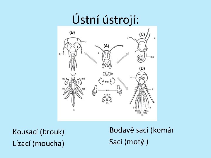 Ústní ústrojí: Kousací (brouk) Lízací (moucha) Bodavě sací (komár Sací (motýl) 