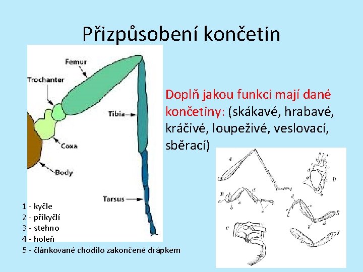 Přizpůsobení končetin Doplň jakou funkci mají dané končetiny: (skákavé, hrabavé, kráčivé, loupeživé, veslovací, sběrací)