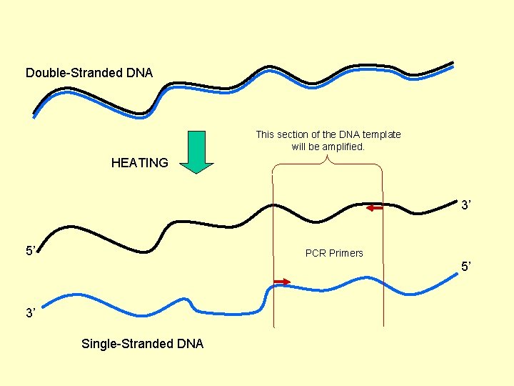 Double-Stranded DNA This section of the DNA template will be amplified. HEATING 3’ 5’