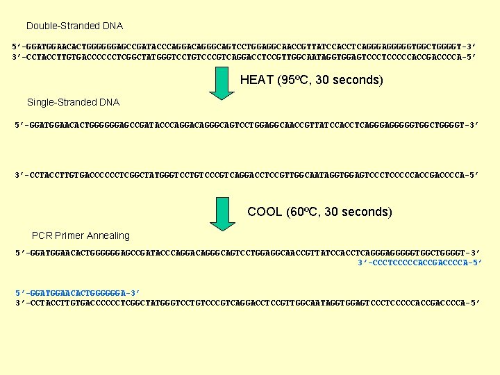 Double-Stranded DNA 5’-GGATGGAACACTGGGGGGAGCCGATACCCAGGACAGGGCAGTCCTGGAGGCAACCGTTATCCACCTCAGGGGGTGGCTGGGGT-3’ 3’-CCTACCTTGTGACCCCCCTCGGCTATGGGTCCTGTCCCGTCAGGACCTCCGTTGGCAATAGGTGGAGTCCCCCACCGACCCCA-5’ HEAT (95ºC, 30 seconds) Single-Stranded DNA 5’-GGATGGAACACTGGGGGGAGCCGATACCCAGGACAGGGCAGTCCTGGAGGCAACCGTTATCCACCTCAGGGGGTGGCTGGGGT-3’ 3’-CCTACCTTGTGACCCCCCTCGGCTATGGGTCCTGTCCCGTCAGGACCTCCGTTGGCAATAGGTGGAGTCCCCCACCGACCCCA-5’ COOL (60ºC,