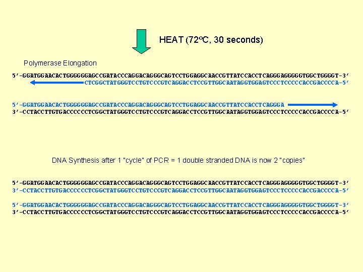 HEAT (72ºC, 30 seconds) Polymerase Elongation 5’-GGATGGAACACTGGGGGGAGCCGATACCCAGGACAGGGCAGTCCTGGAGGCAACCGTTATCCACCTCAGGGGGTGGCTGGGGT-3’ CTCGGCTATGGGTCCTGTCCCGTCAGGACCTCCGTTGGCAATAGGTGGAGTCCCCCACCGACCCCA-5’ 5’-GGATGGAACACTGGGGGGAGCCGATACCCAGGACAGGGCAGTCCTGGAGGCAACCGTTATCCACCTCAGGGA 3’-CCTACCTTGTGACCCCCCTCGGCTATGGGTCCTGTCCCGTCAGGACCTCCGTTGGCAATAGGTGGAGTCCCCCACCGACCCCA-5’ DNA Synthesis after 1