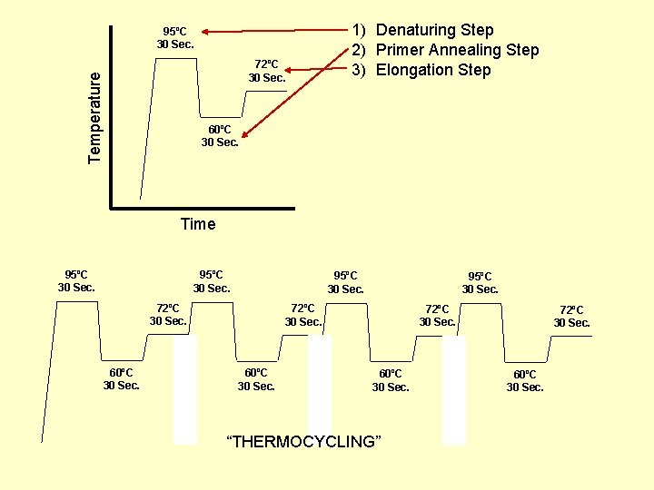95ºC 30 Sec. Temperature 72ºC 30 Sec. 1) Denaturing Step 2) Primer Annealing Step
