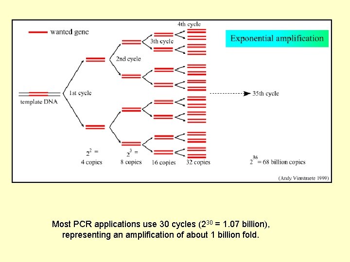 Most PCR applications use 30 cycles (230 = 1. 07 billion), representing an amplification
