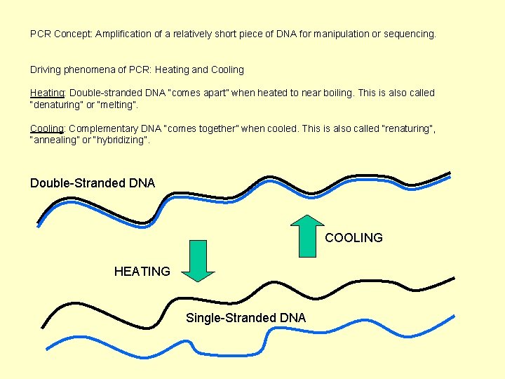 PCR Concept: Amplification of a relatively short piece of DNA for manipulation or sequencing.