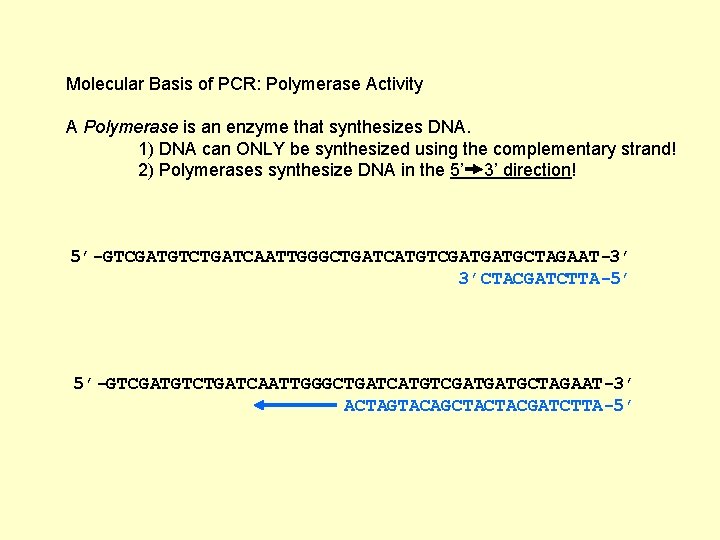 Molecular Basis of PCR: Polymerase Activity A Polymerase is an enzyme that synthesizes DNA.