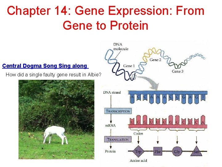 Chapter 14: Gene Expression: From Gene to Protein Central Dogma Song Sing along How