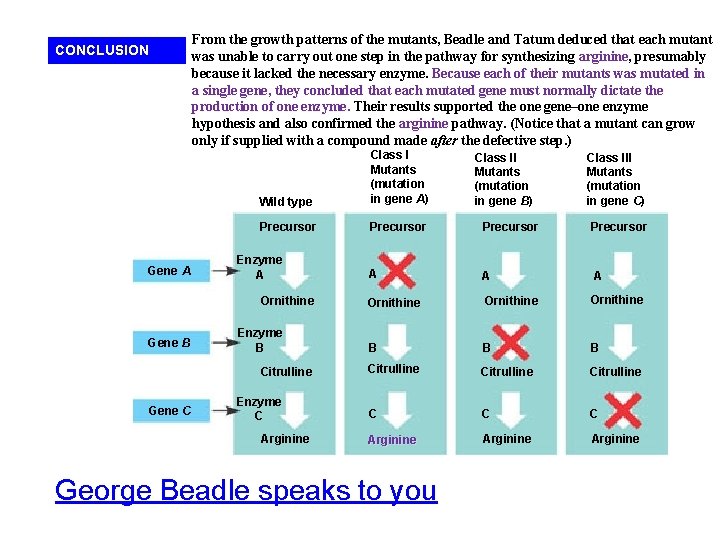 CONCLUSION Gene A From the growth patterns of the mutants, Beadle and Tatum deduced