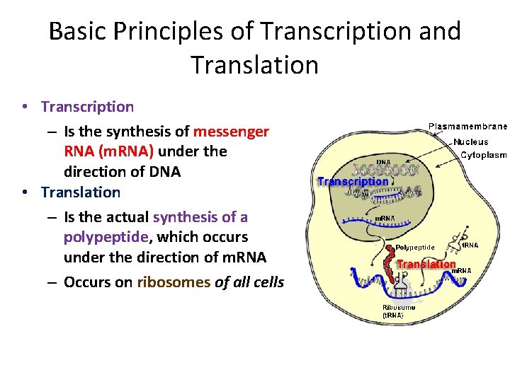 Basic Principles of Transcription and Translation • Transcription – Is the synthesis of messenger