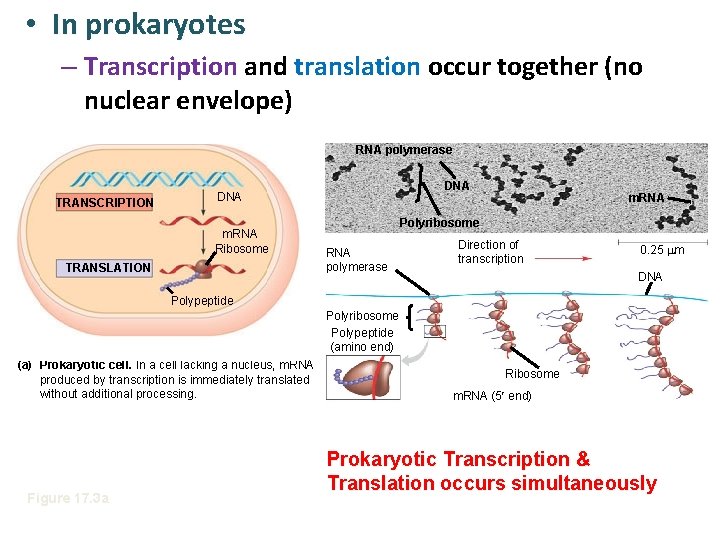  • In prokaryotes – Transcription and translation occur together (no nuclear envelope) RNA