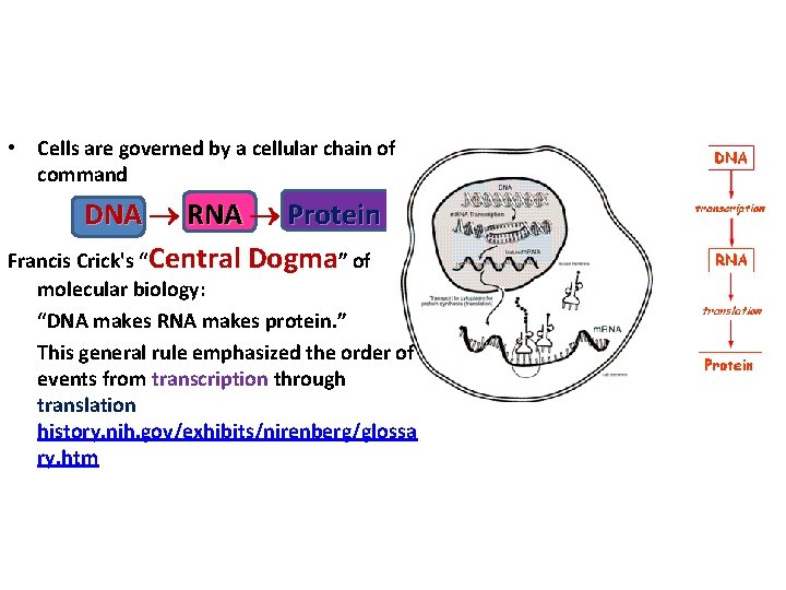  • Cells are governed by a cellular chain of command DNA RNA Protein