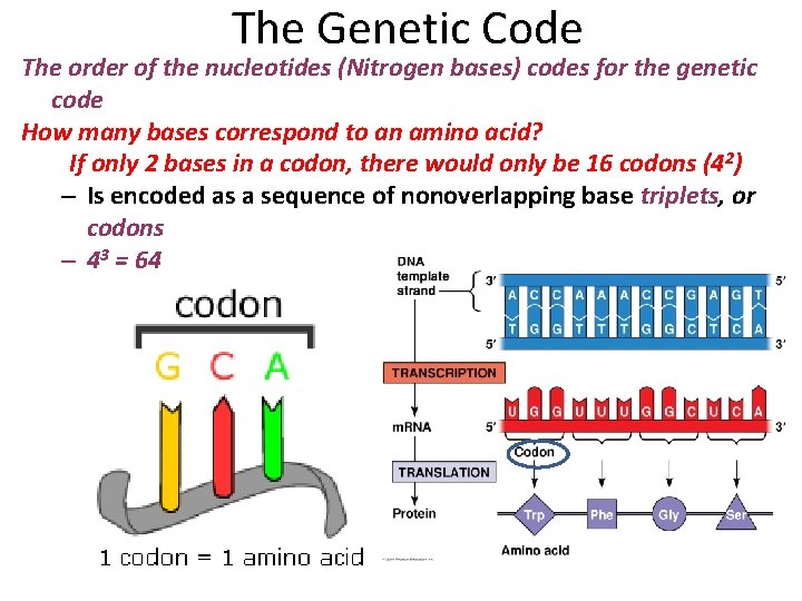 The Genetic Code The order of the nucleotides (Nitrogen bases) codes for the genetic