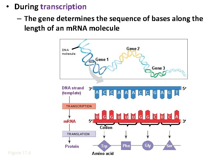  • During transcription – The gene determines the sequence of bases along the