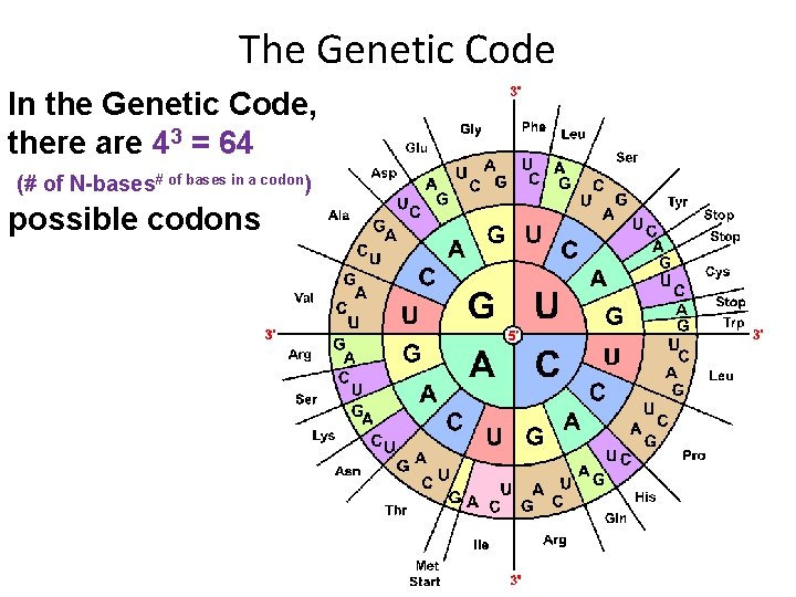 The Genetic Code In the Genetic Code, there are 43 = 64 (# of