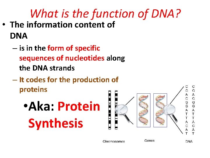 What is the function of DNA? • The information content of DNA – is