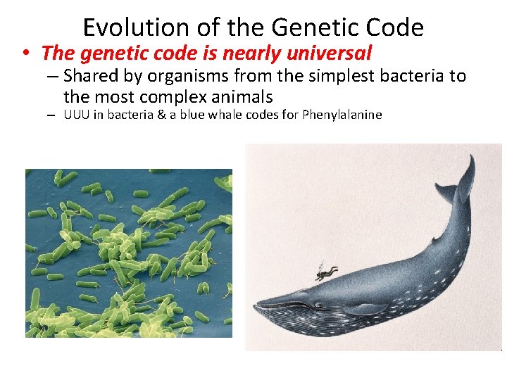 Evolution of the Genetic Code • The genetic code is nearly universal – Shared