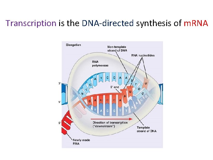 Transcription is the DNA-directed synthesis of m. RNA DNA 