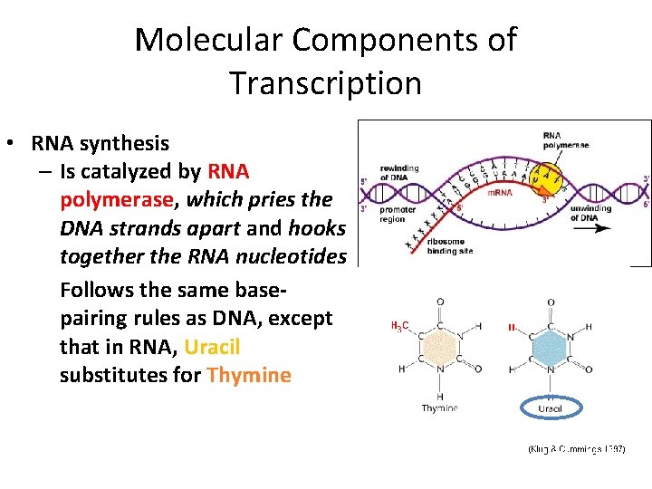 Molecular Components of Transcription • RNA synthesis – Is catalyzed by RNA polymerase, which