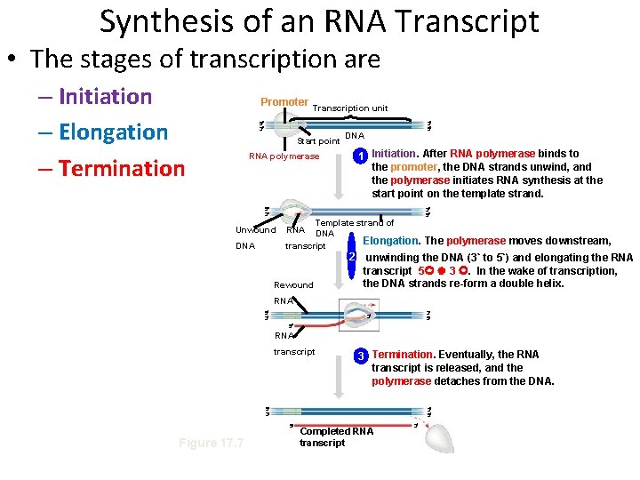 Synthesis of an RNA Transcript • The stages of transcription are – Initiation –