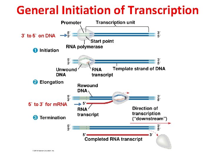 General Initiation of Transcription 3` to 5` on DNA 5` to 3` for m.