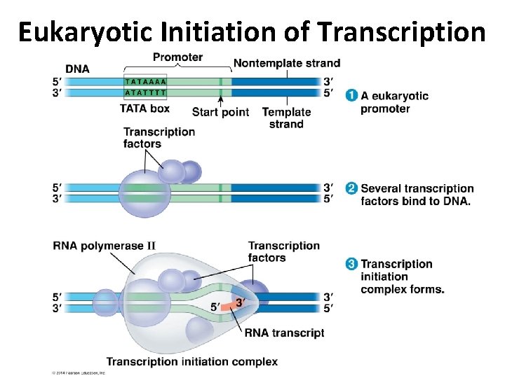 Eukaryotic Initiation of Transcription 