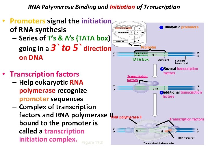 RNA Polymerase Binding and Initiation of Transcription • Promoters signal the initiation of RNA