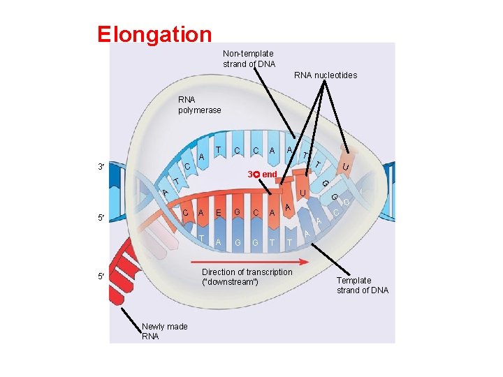 Elongation Non-template strand of DNA RNA nucleotides RNA polymerase A 3 T C C