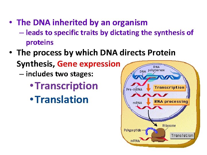  • The DNA inherited by an organism – leads to specific traits by