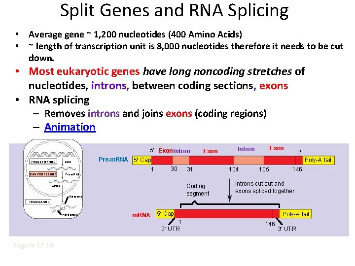 Split Genes and RNA Splicing • Average gene ~ 1, 200 nucleotides (400 Amino
