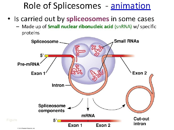 Role of Splicesomes - animation • Is carried out by spliceosomes in some cases
