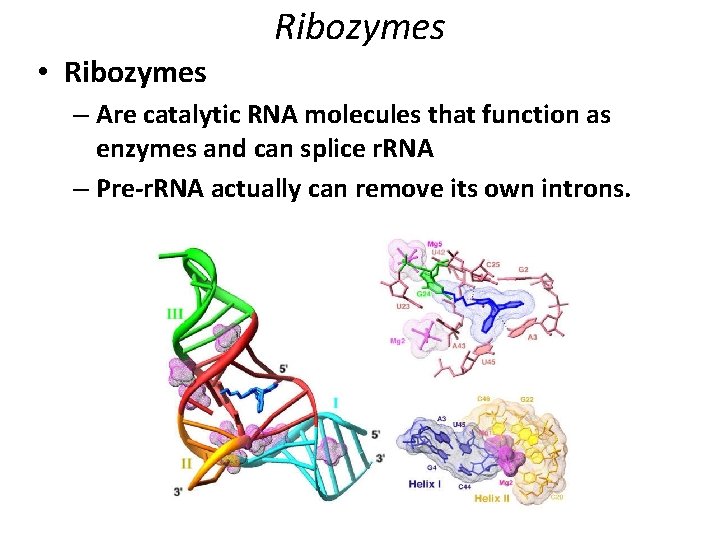 Ribozymes • Ribozymes – Are catalytic RNA molecules that function as enzymes and can