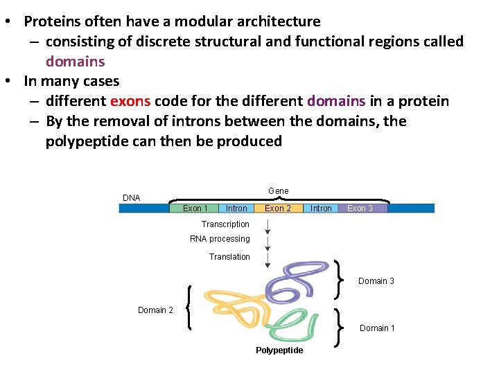  • Proteins often have a modular architecture – consisting of discrete structural and