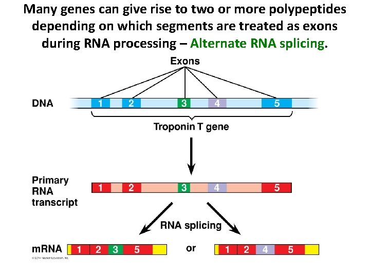 Many genes can give rise to two or more polypeptides depending on which segments